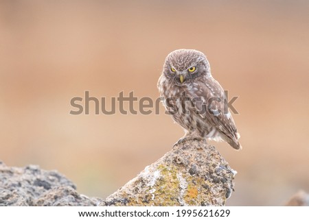 Bird female Little owl Athene noctua sitting on a stone and looks forward.