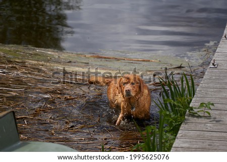 Dog on the lake. Golden Labrador retriever Golden Doodle. Happy holiday with dog. Swimming dogs.  Royalty-Free Stock Photo #1995625076