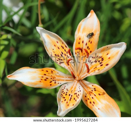 White-Orange lily with blacks spots across its petals, very nice and classic screen-saver image. 