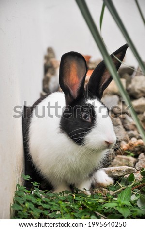 A portrait of cute little bunny on an outdoor garden. 