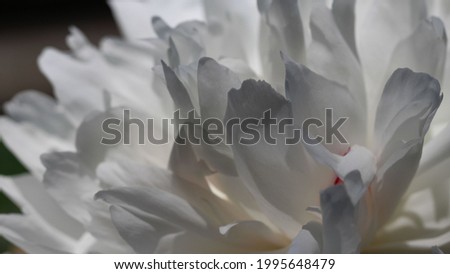 Natural white-gray background of white peony petals in counter light with selective focus, large format