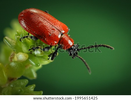 a beetle sits on a branch