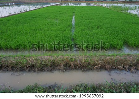 farmers plant rice seeds near the ditch, to facilitate the irrigation process