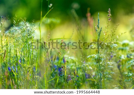 Summer background. Bright green grass in the meadow and delightful blooming wildflowers in soft focus.  Blooming herbs.