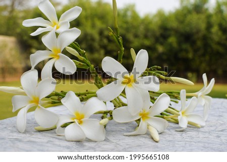Beautiful Plumeria flowers also known as Champa or Frangipani . Bunch of blooming White flowers with buds stem laying on grass floor in lawn garden of house. Plucked or fallen Royalty-Free Stock Photo #1995665108