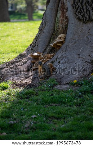 Squirrel in shade by tree