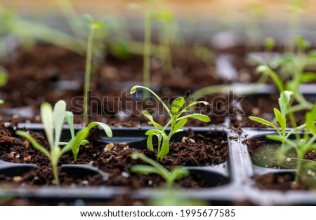 Seedlings in a seed starter tray, focus on a dew drop. Royalty-Free Stock Photo #1995677585