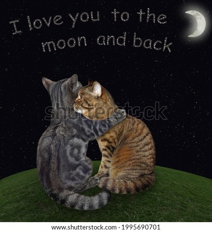 A gray cat hugs its beige friend on the meadow at moon night. I love you to the moon and back.