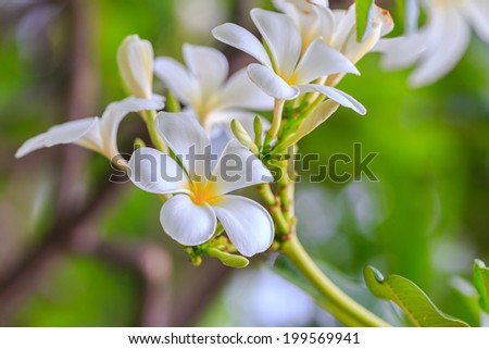  Beautiful white and yellow tropical flowers Frangipani with leaves with brown branch ,green background bokeh