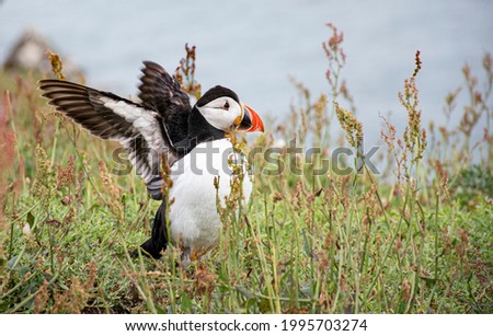 Puffin On skomer  with  its wings stretched  out  