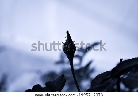A macro close up silhouette photography small buds of Rose flower before full blossom petals blooming in the garden.