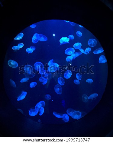 A picture of jellyfish taken in Dubai. Blue and black photo of sea life.