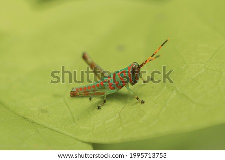 INSECT-NYMPH Stock Photos and Images - Avopix.com