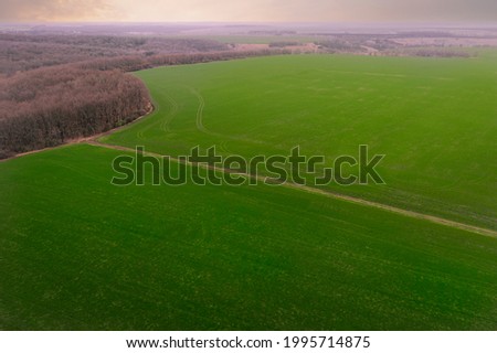 Agricultural green field: sprouts of grain crops in early spring. Growing wheat and barley on a farm field in spring - aerial Drone Shot.