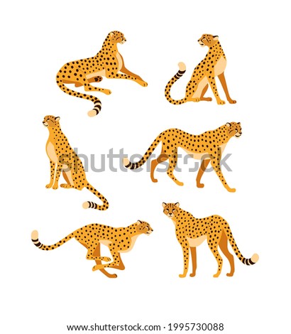 Cheetah collection. Vector illustration of cartoon cheetah in various actions: lies, sitting, standing, walking and running. Isolated on white
 Royalty-Free Stock Photo #1995730088