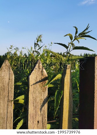 Village fence with nettles. Part of the rural landscape and everyday life.