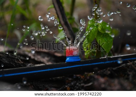 Drip irrigation. The photo shows the irrigation system in a raised bed. Blueberry bushes sprout from the litter against drip irrigation Royalty-Free Stock Photo #1995742220