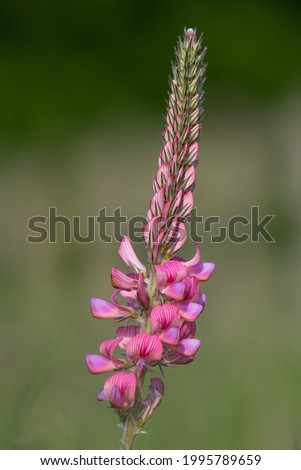 Close up of a common sainfoin (onobrychis viciifolia) flower in bloom