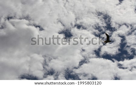 The flight of a bird in the cloudy sky 