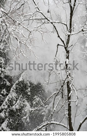 tree under the snow in the forest, winter, blizzard