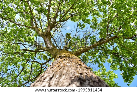 Worms eye view of a lush tree with large extending branches.