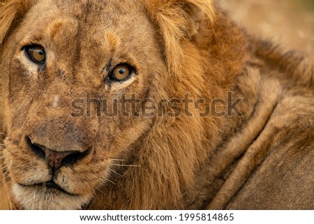 close up photo of a male lion