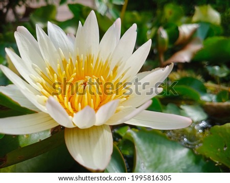 Close-up photo of white lotus in a tub with fresh green lotus leaves. 