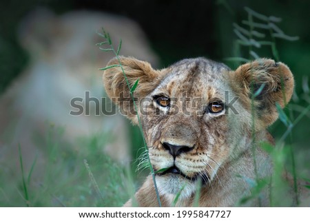 Lion face looking at the camera through some grass