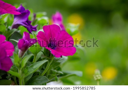 Bright pink flowers of penutia on a green background on a sunny day macro photography. Blooming garden flowers with purple petals in summertime close-up photography.