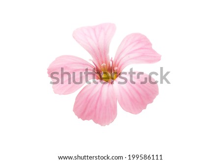 Delicate pink flowers on white background