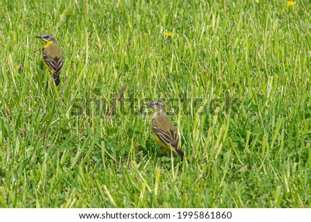 Two birds in the grass. Close-up, blurred, background. Stock photography.