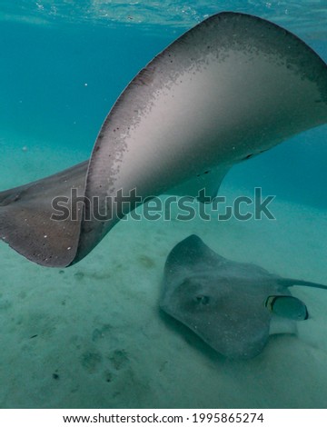 A picture of two stingrays swimming together