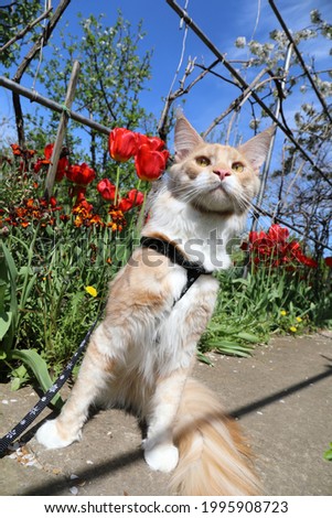 big red cat on a background of flowers