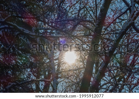 Sun and Sunbeams between Tree Twigs