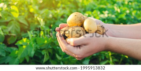 Farmer holds freshly picked potatoes in the field. Harvesting organic vegetables. Agriculture and farming. Selective focus. Royalty-Free Stock Photo #1995913832