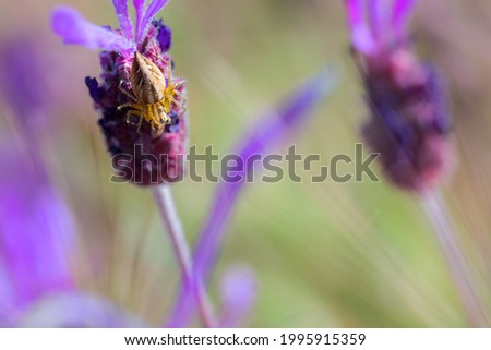 A shallow depth of field shot of the spider in its natural environment sitting on the flower 