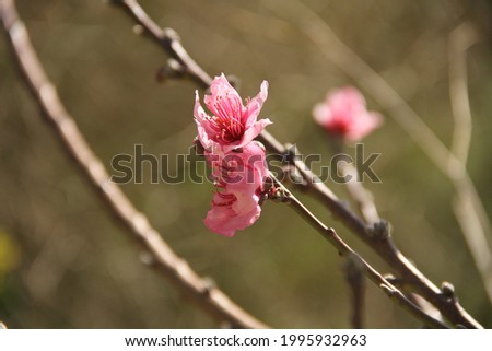 Natural pink rose flower field earthy colors light of the summer season