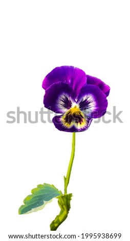 purple viola flower isolated on a white background