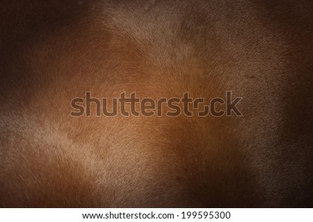 asian horse  Royalty-Free Stock Photo #199595300