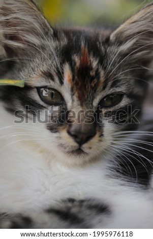 Close-up view of cute kitten look into the camera in the grass with blurry background. Kitten stock photo