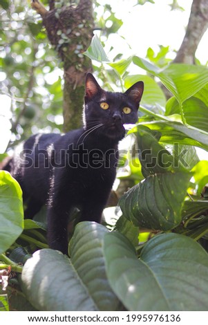 Black cat with green leaves in the garden. Black Cat Stock Photo.