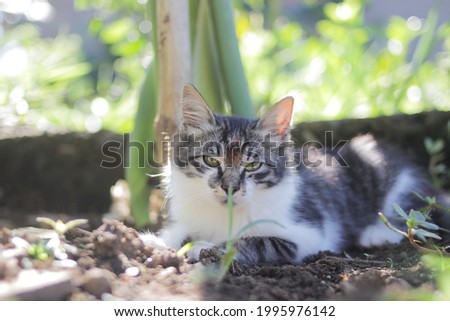 Cute kitten laying down on the ground in the garden. Kitten stock photo.