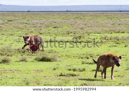A natural view of two Hyenas hunting in Serengeti National Park, Tanzania
