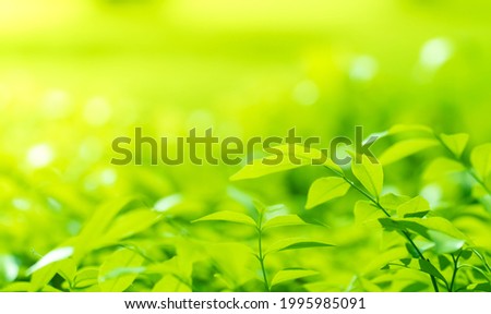 Closeup of nature green leaf on blurred greenery background in garden at morning sunlight with copy space using as background natural green plants landscape, ecology, fresh wallpaper concept.
