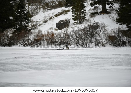 Wolf waiting for ducks on a frozen lake