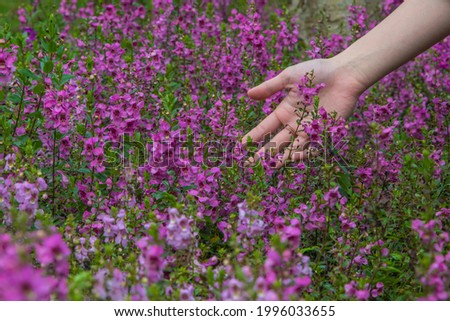 Woman's hand touching violet purple flowers in the park outdoors. Closeup image 