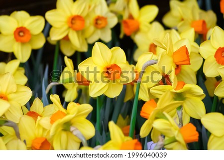 Yellow wild daffodil flowers blooming or Narcissus poeticus group in garden