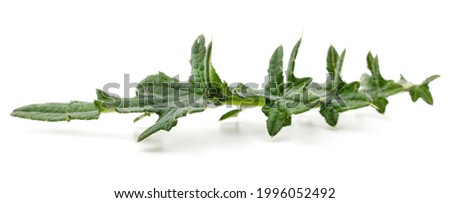 Green leaves of thistle isolated on white background.