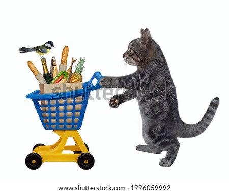A gray cat is pushing a yellow blue plastic shopping trolley full of food. White background. Isolated.