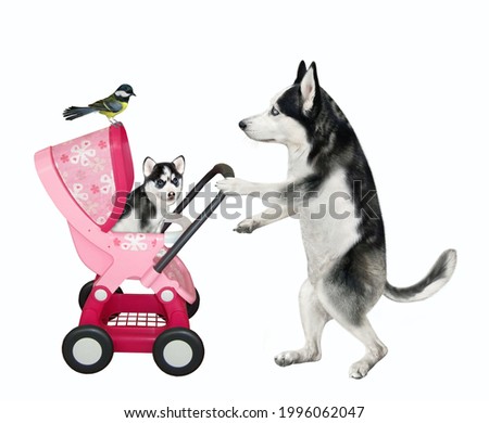 A dog husky pushes a pink stroller with its puppy. White background. Isolated.